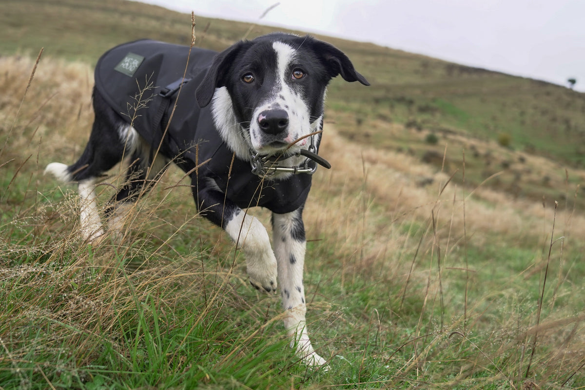 Why do dogs sleep with their bum facing you?