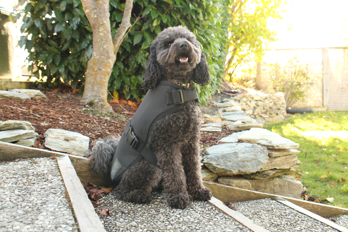 Dog Coat