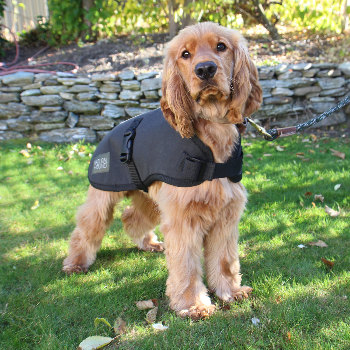 Dog Coat