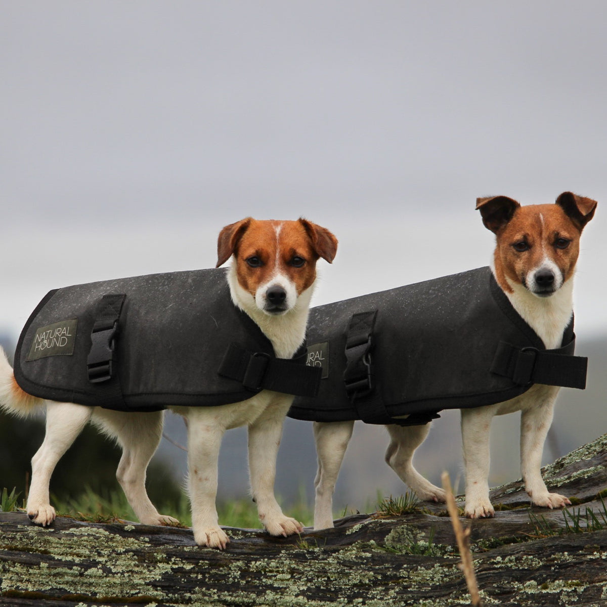 Dog Coat