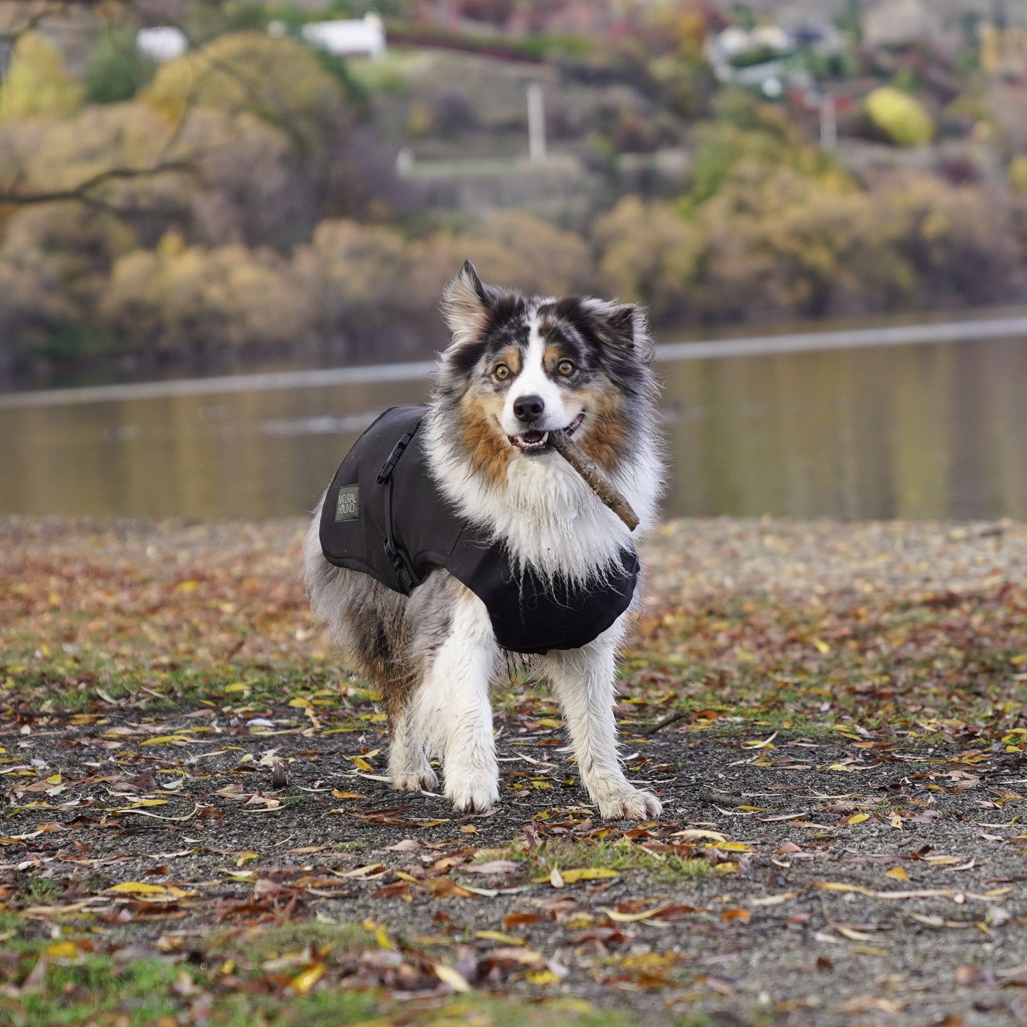 Venture Dog Coat