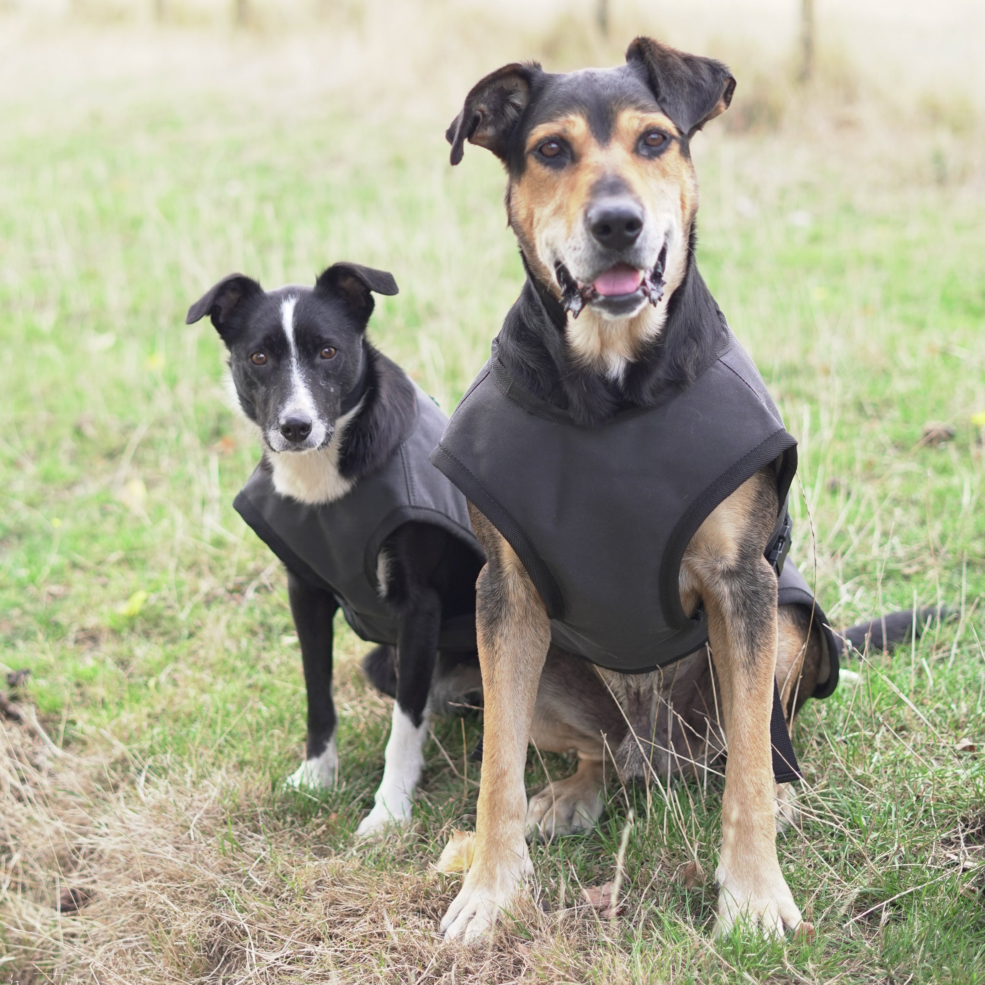 Venture Dog Coat